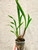 Cymbidium goeringii Cai Yun He 彩雲荷 plant for sale