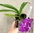 Auction | Aranda (Vanda) Noorah Alsagoff 'Blue Giant' | SapphireChild Orchids