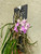 Seidenfadenia mitrata example flower photo