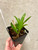 examples of (Bc. Walter August x C. (Tokyo Magic x Tangerine Imp)) community pots for sale