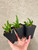 examples of (Bc. Walter August x C. (Tokyo Magic x Tangerine Imp)) community pots for sale