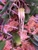 example of flower photo of Bulbophyllum pecten-veneris