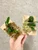 example of plants for sale of Bulbophyllum pecten-veneris