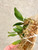 example of plants for sale of Bulbophyllum pecten-veneris