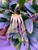 example of flower photo of Bulbophyllum pecten-veneris