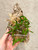 Encyclia polybulbon | dwarf species | SapphireChild Orchids