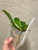 Phalaenopsis bellina alba | SapphireChild Orchids