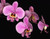 example flower photo Phalaenopsis schilleriana