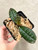 Phalaenopsis schilleriana plants for sale