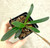 Paph helenae plant for sale