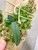 Phalaenopsis maliopensis plant for sale