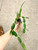 Brassavola nodosa with Christmas Cactus | mixed planting | SapphireChild Orchids