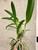 Blc. Hilda Takamatsu extra large plant for sale