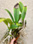 Auction | Cattleya trianiae | SapphireChild Orchids