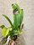 Auction | Cattleya trianiae | SapphireChild Orchids