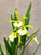 Brassavola nodosa x Prosyclia Memoria Young C. Lott flower photo