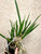 Charity Auction | Specimen Size Brassavola nodosa x Prosyclia Memoria Young C. Lott | SapphireChild Orchids