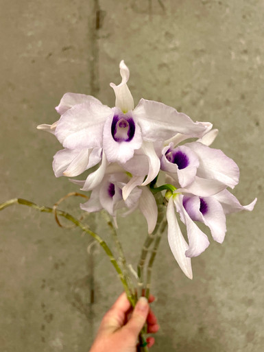 Dendrobium anosmum coerulea | SapphireChild Orchids at Julia