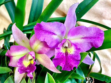 Blc_Hilda_Takamatsu__93683.