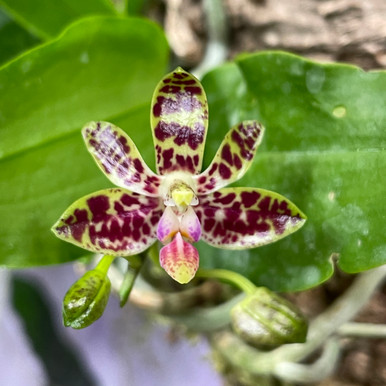 Phalaenopsis Nianzhen Song | SapphireChild Orchids at Julia Redman Art