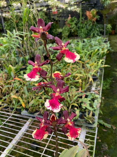 Trichocentrum_Maureen_x_Oncidi