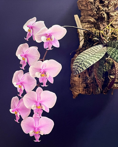 Phal schilleriana | FLASK | SapphireChild Orchids at Julia Redman Art