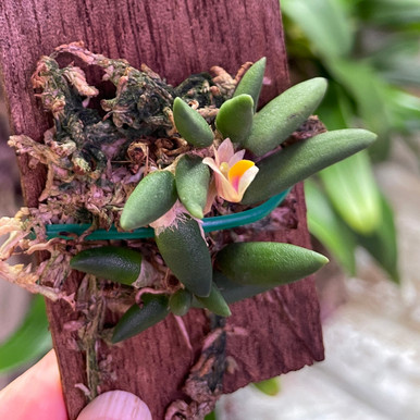 Dendrobium prenticei | SapphireChild Orchids at Julia Redman Art