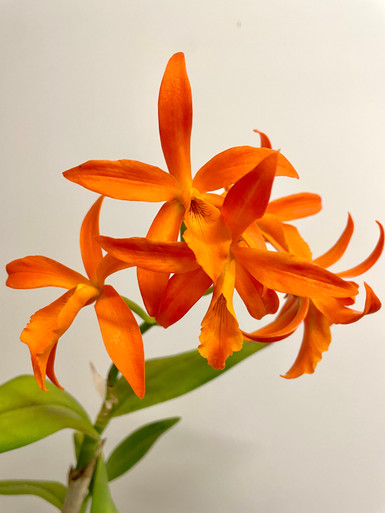 Ctt Blazng Treat | SapphireChild Orchids at Julia Redman Art
