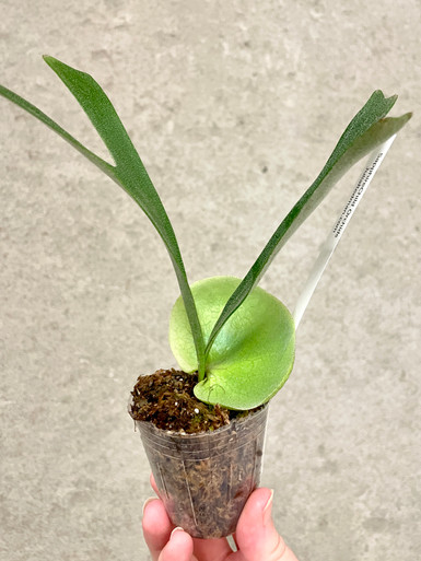 Platycerium alcicorne | rare fern | SapphireChild Orchids