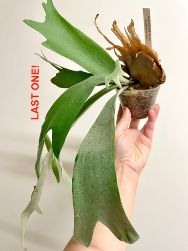 Platycerium veitchii (wild) x willinckii 'South Pole Star' rare