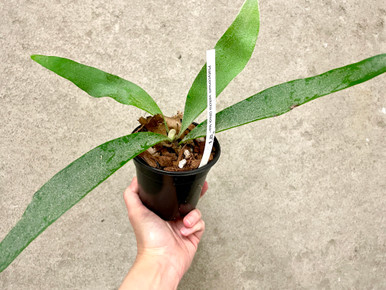 Platycerium veitchii (thick leaf) | SapphireChild Orchids