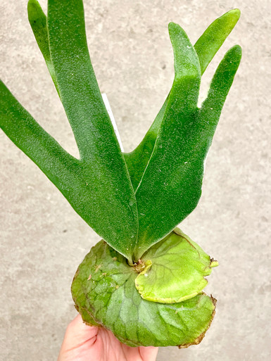 Platycerium madagascariense x alcicorne (Madagascar) | rare fern