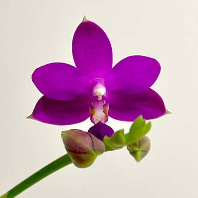 Phal Sapphire's Galah | SapphireChild Orchids at Julia Redman Art