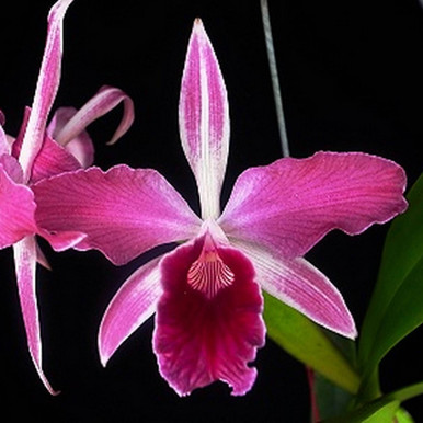 洋ラン　L. purpurata 'Dos Canchos' 抜き苗 L.