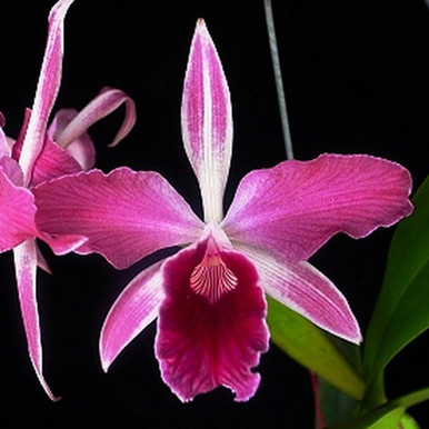 Laelia purpurata f. flammea 'Stef' x self | SapphireChild Orchids