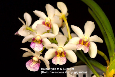 Holcostylis M S Sunlight (Holc. flavescens × Rhy. gigantea