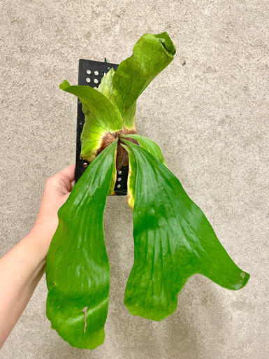 P.Neptune (stemaria x elephantotis)②　@bikamori.com ネプチューン ESTABLISHED Platycerium Neptune (Hybrid) on Plaque