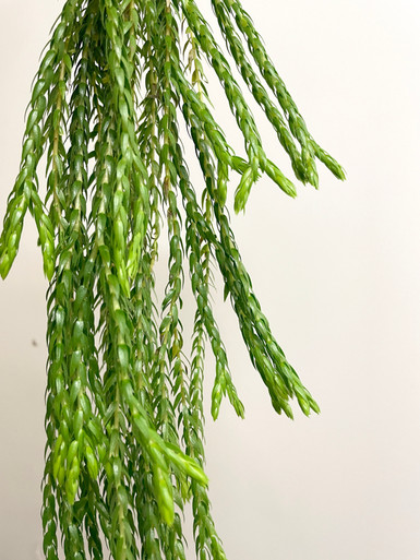 Huperzia coralia 'Dragon Necklace' | fir clubmosses