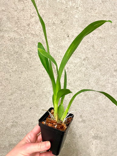 Wilsonara Joe Vanilla 'First Out' | SapphireChild Orchids at Julia