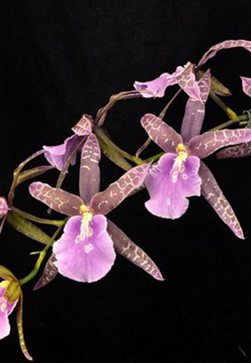 Bratonia (Miltassia) Lavender Kiss 'Lavender Taffy