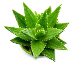 Best Plants For Improving Sleep Quality Best Plants For Improving Sleep Quality