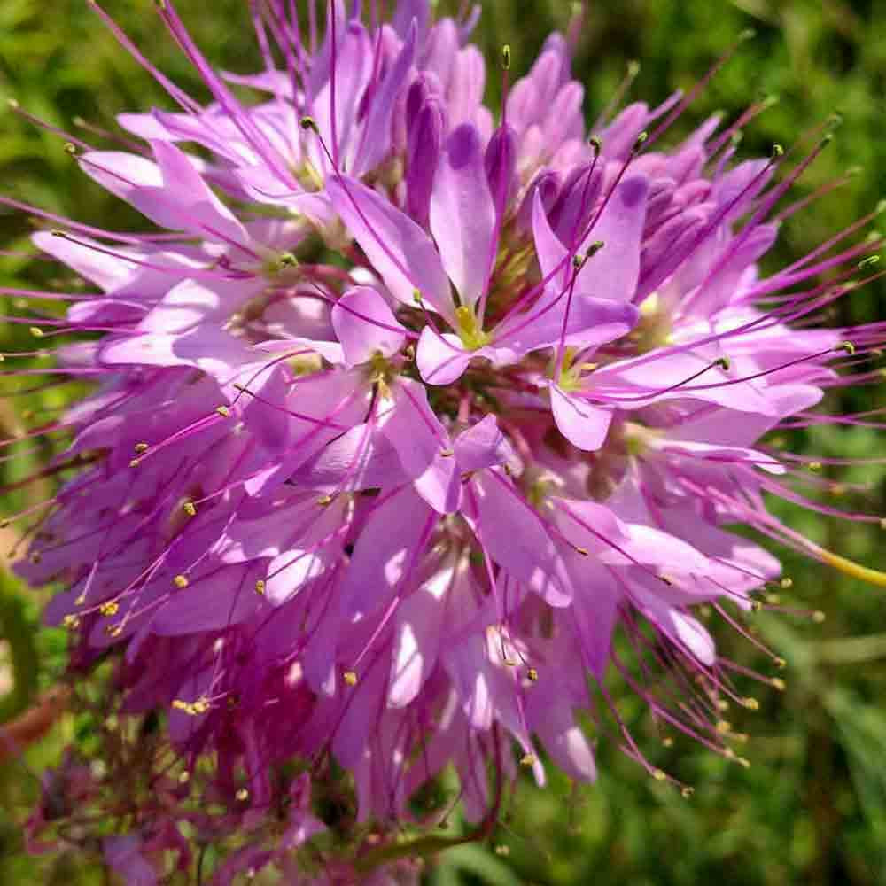 Rocky Mountain Bee Plant flower  - (Cleome serrulata)