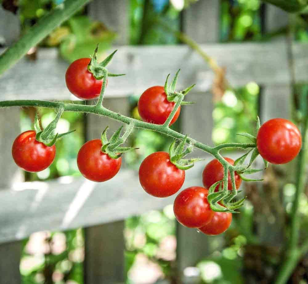 Ripe Sweet Pea Heirloom Currant Tomatoes - (Solanum pimpinellifolium)