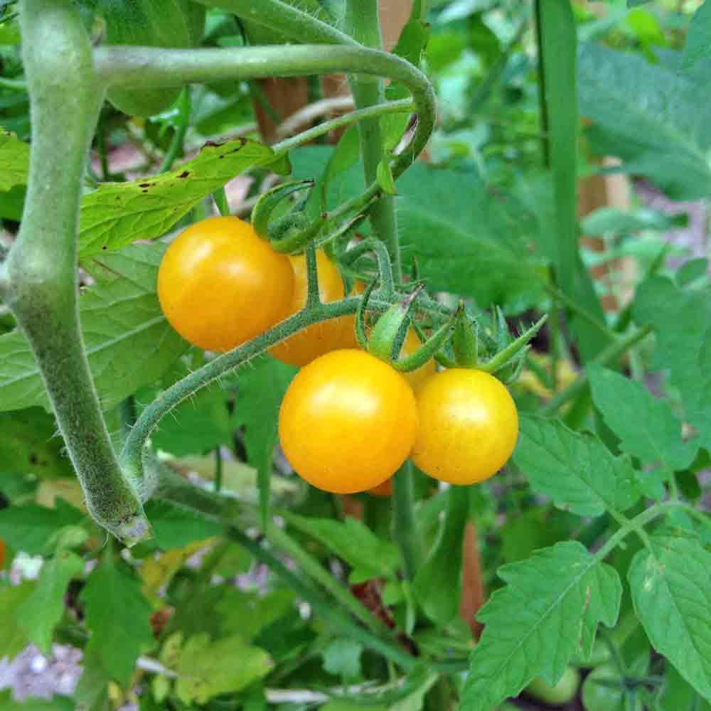 Gold Rush Heirloom Currant Tomatoes - (Solanum pimpinellifolium)