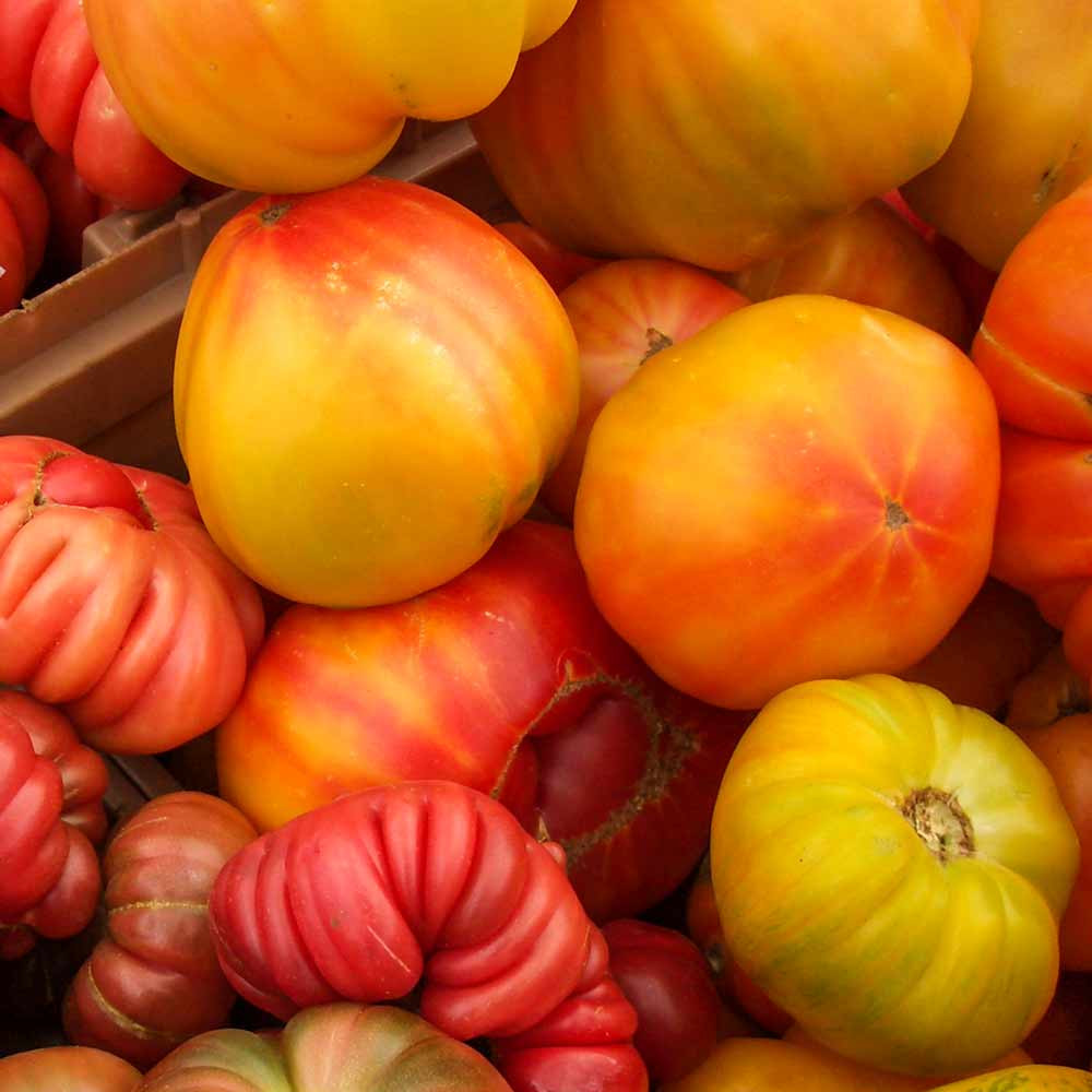 Fresh Picked Pineapple Tomatoes - (Lycopersicon lycopersicum)