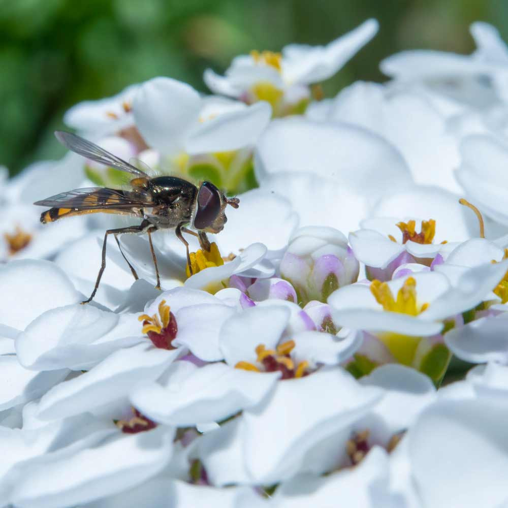 Hover Fly on Candytuft - Beneficial Insects Wildflower Seed Mix