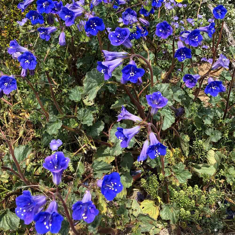 Beneficial Insects Wildflower Mix Seeds Terroir Seeds