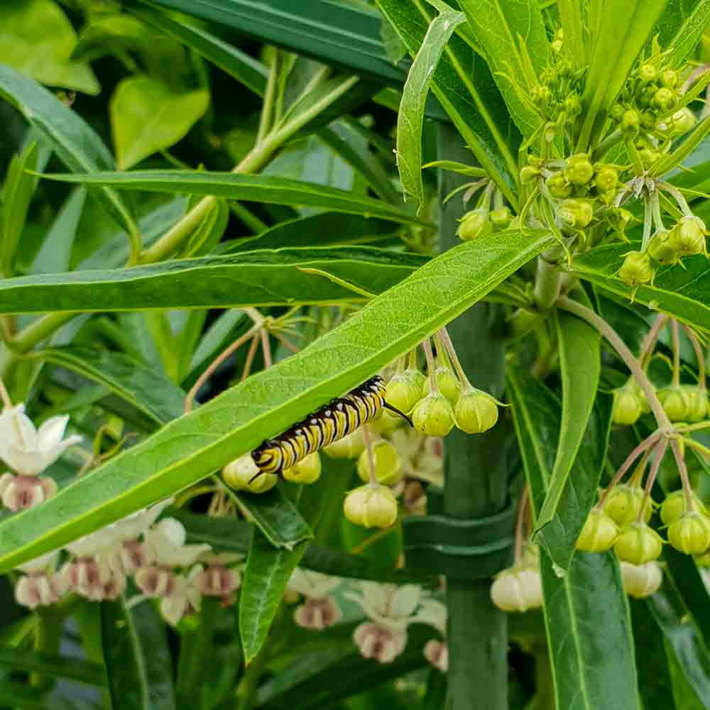Monarch Caterpillar on Giant Swan Milkweed Leaf - (Gomphocarpus physocarpus)