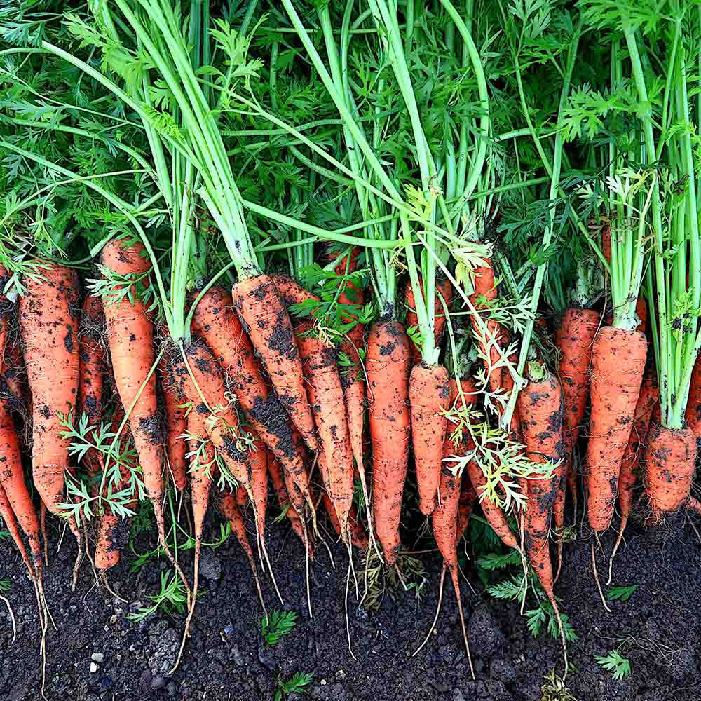 Heirloom Kuroda Carrot Seeds | Terroir Seeds