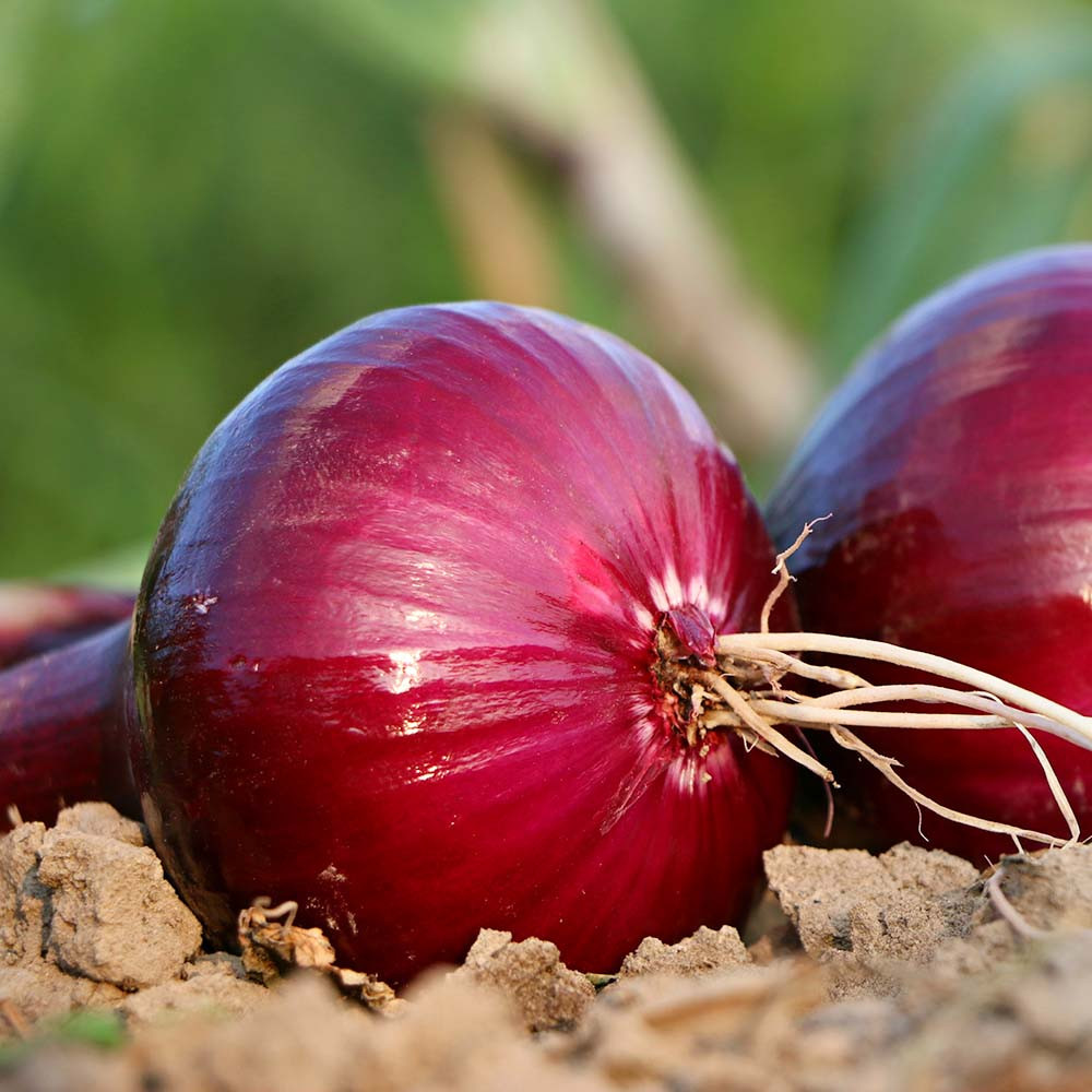 おにおん Heirloom Red Burgundy Onion Seeds | Terroir Seeds